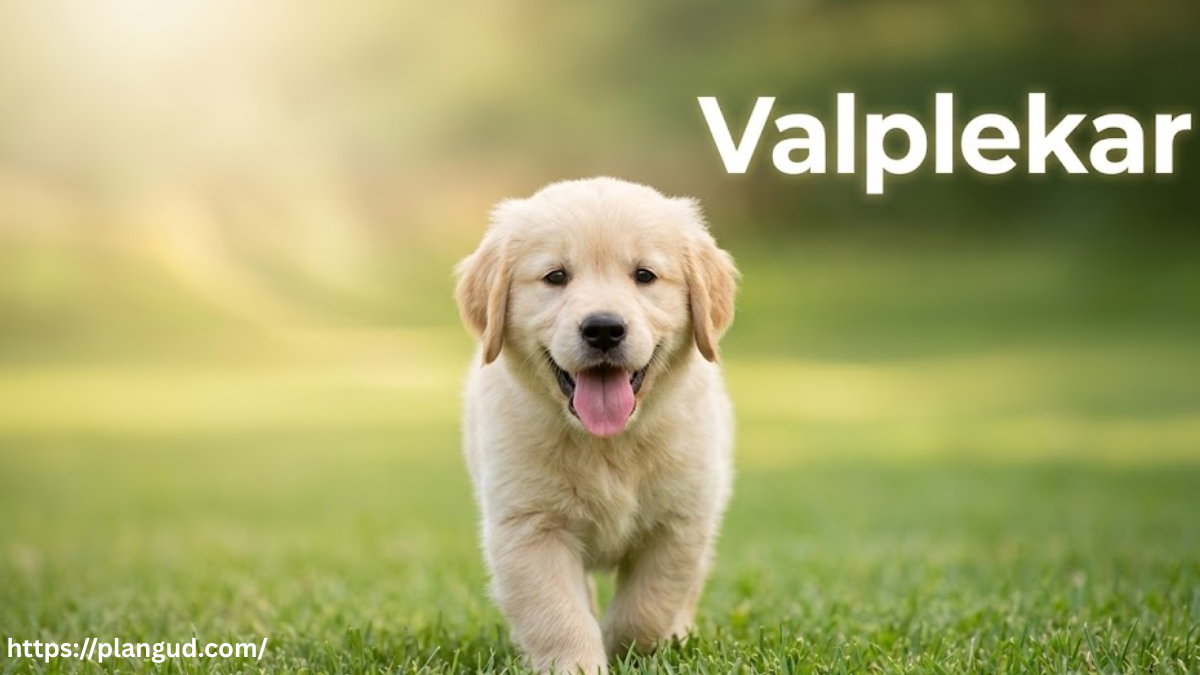 Valplekar