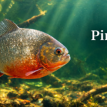 Red-bellied piranha swimming in freshwater, illustrating the likely connection between Piragnia and piranha.